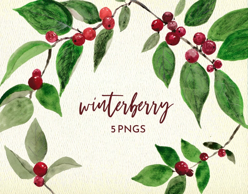 winter berry, christmas holly png, card making watercolor clipart image 1