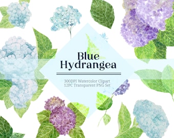 Watercolor Blue Purple Hydrangea PNG Clipart, 300dpi Botanical Illustration