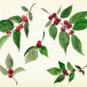 winter berry, christmas holly png, card making watercolor clipart image 2