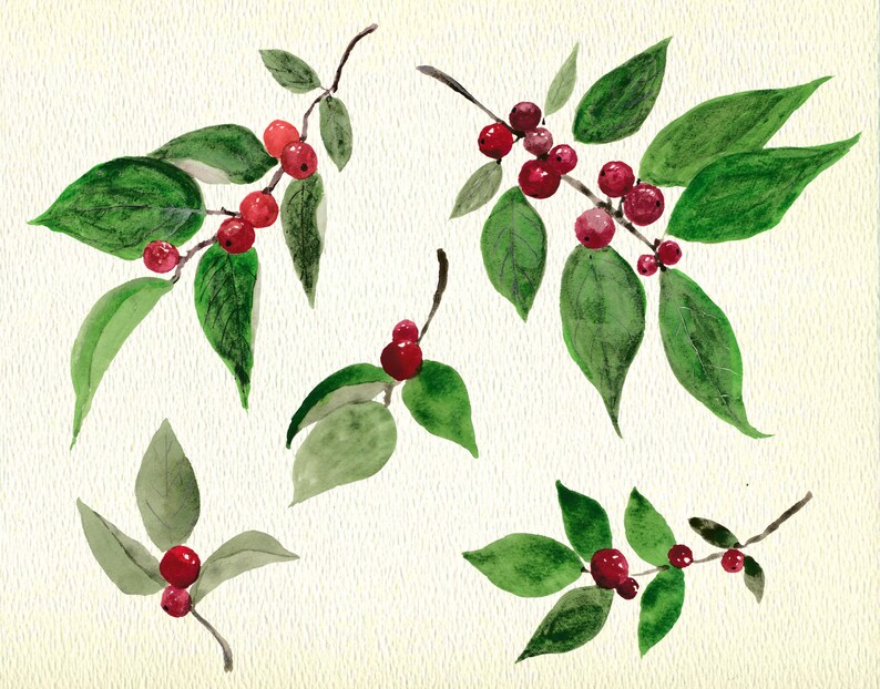 winter berry, christmas holly png, card making watercolor clipart image 2