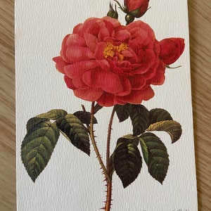 Novo cartão postal floral vintage de Joseph Redoute. La Duquesa d'Orléans, Rosa Gallica Aurelianensis. 1827-1833.