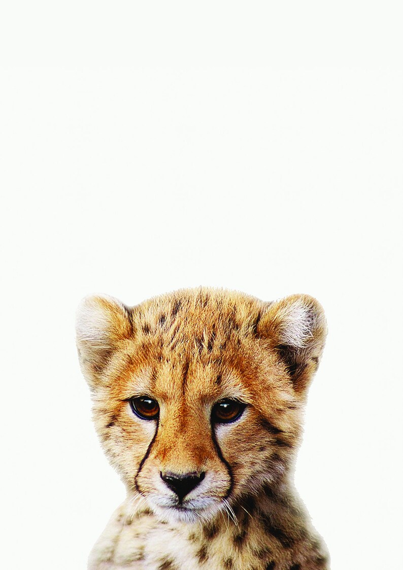 Cheetah Cub Print Baby Animal Print Nursery Print