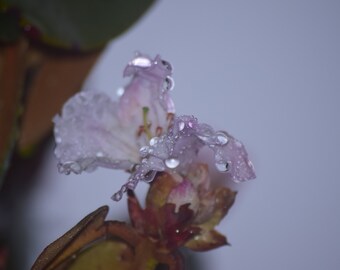 Landscape photography - dew drops