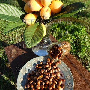 best organic fertilizer for indoor plants Organic Indoor Houseplant Plant Food