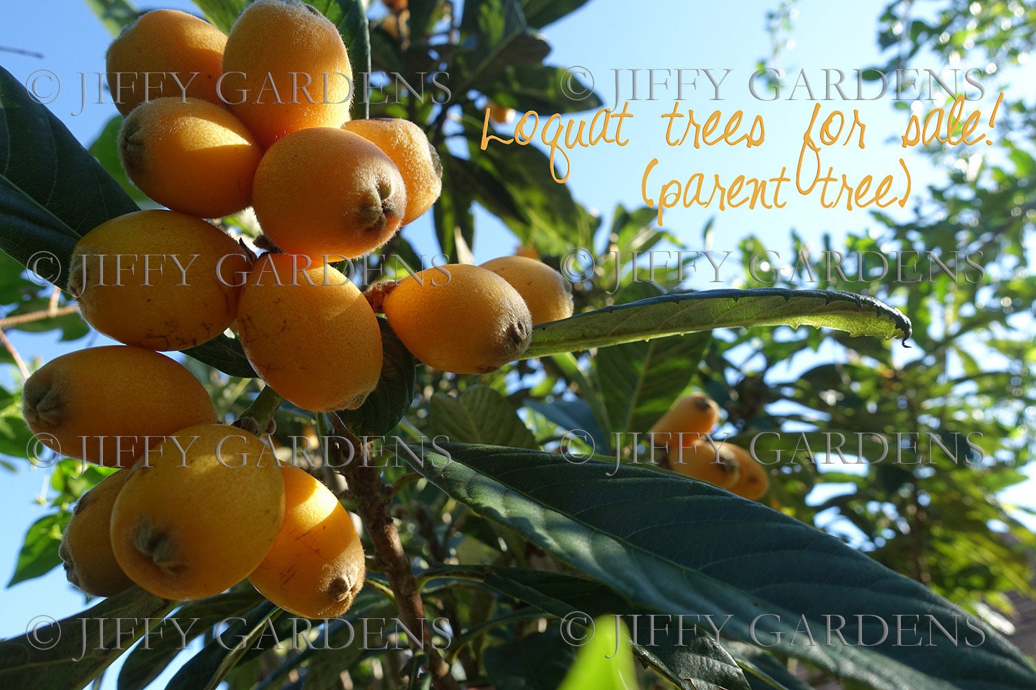 CHRISTMAS Loquat Tree ONE LIVE Loquat Plants Eriobotrya Etsy