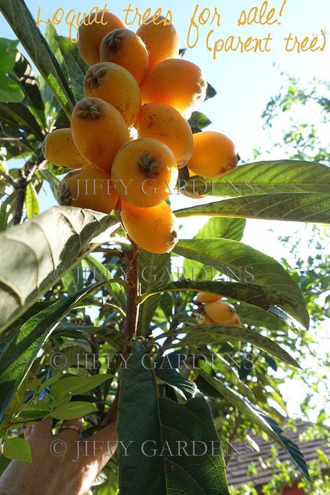 CHRISTMAS Loquat Tree ONE LIVE Loquat Plants Eriobotrya Etsy