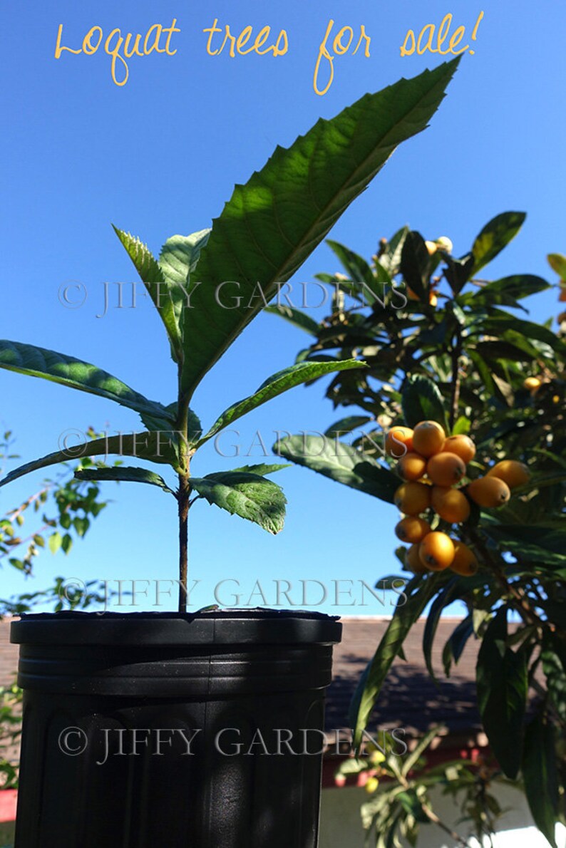 CHRISTMAS Loquat Tree ONE LIVE Loquat Plants Eriobotrya Etsy