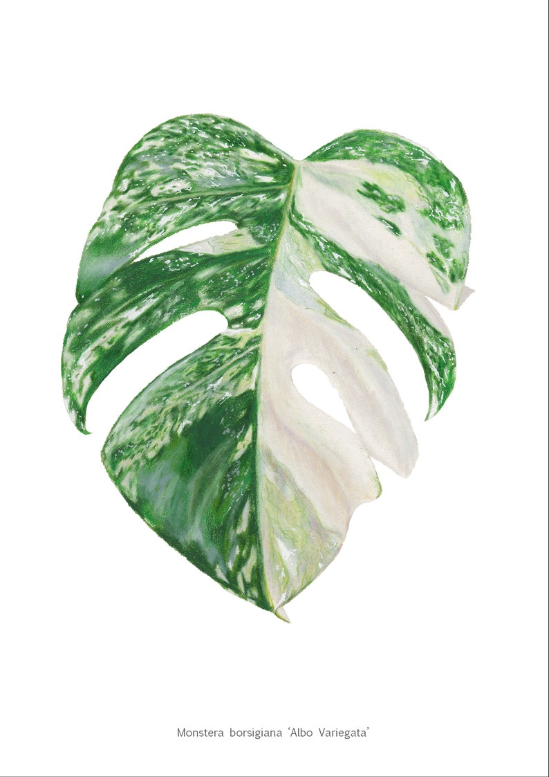 Monstera borsigiana �Albo Variegata� art print Etsy