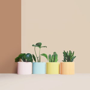 Peut inclure: Quatre plantes en pot dans des pots rayés colorés. Les plantes comprennent un cactus, une plante grasse et deux plantes feuillues. Les pots sont rose, bleu, jaune et orange.