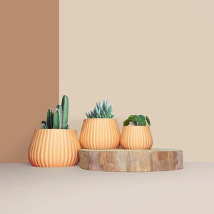 Puede incluir: Tres macetas de terracota con diferentes suculentas, dispuestas sobre una plataforma de madera. Las macetas tienen todas el mismo estilo, con una textura acanalada.