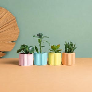 May include: Four small, cylindrical, ribbed planters in pastel pink, light blue, yellow, and peach, each containing a small green plant. A large, dried, fan-shaped palm leaf is positioned to the left of the colorful plant pots.