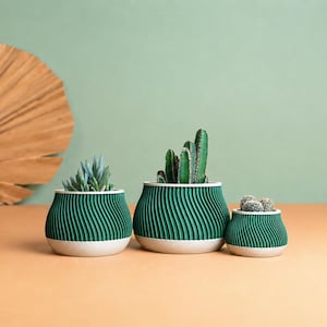 Peut inclure: Trois jardinières vertes et blanches avec un motif côtelé, chacune contenant une plante succulente différente. Les jardinières sont disposées sur une surface brun clair, avec un fond vert et une feuille de palmier séchée.