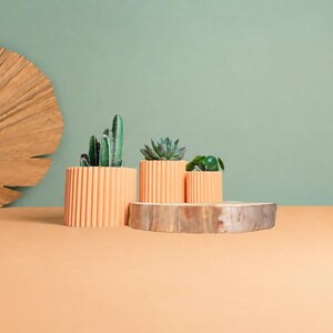 May include: Three cylindrical peach-colored planters with vertical ribbed textures, each containing a small green plant. The planters are arranged on a natural wood slice, accompanied by a large, dried, fan-shaped palm leaf.