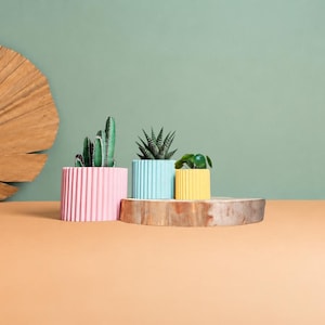 May include: Three cylindrical ribbed planters in pastel pink, light blue, and yellow, each containing a small green succulent plant. The planters are arranged on a circular wooden base next to a large, dried, fan-shaped palm leaf.