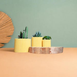 May include: Three yellow cylindrical planters with vertical ribbed textures, each containing a small green plant, arranged on a wooden slice. A large, dried, fan-shaped palm leaf is positioned to the left of the planters.