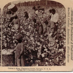 Carte Stereoview c1895, Cotton Is King, Géorgie