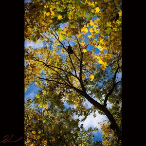 以下が含まれることがあります： 青い空を背景に、黄色い葉をつけた木のクローズアップ。葉はほとんど黄色で、緑色が少し残っています。空は鮮やかな青で、白い雲がいくつか見えます。