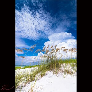 Beach Sea Oats, couleur, paysage, téléchargement, beaux-arts, photo professionnelle, haute, côtière, Pensacola, FL, Fine Art