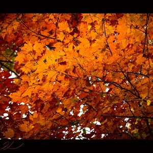Autumn leaves in the Smoky Mount. Natl. Park, landscape, download, fine art, high resolution, Fine Art