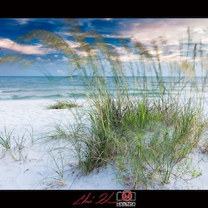 Breezy Sea Oats, couleur, paysage, téléchargement, beaux-arts, photo professionnelle, haute, côtière près de Pensacola, FL, Fine Art