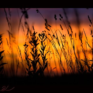 Indiana Sunset, couleur, paysage, téléchargement, beaux-arts, professionnel, haut, Fine Art