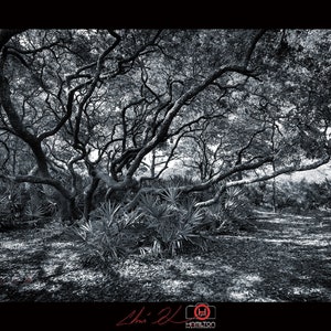 Live Oak, St. Andrews St. Park, Panama City, bichromie noir et blanc, paysage, téléchargement, beaux-arts, professionnel, haut, côtier, Fine Art