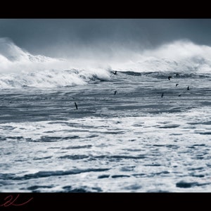 L&#39;ouragan Micheal, Pensacola Beach, Floride. bichromie noir et blanc, paysage, télécharger, beaux-arts, professionnel, haut, côtier, Fine Art