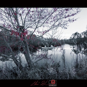 Heron Bayou, mélange noir et blanc couleur, paysage, téléchargement, beaux-arts, professionnel, haut, photo côtière près de Pensacola, FL, Fine Art