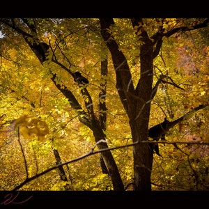 Bears in the trees, Anna Ruby Fall Rec. Area, Near Helen Georgia, landscape, download, fine art, high resolution, Fine Art