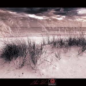 Avoine de mer Breezy, Pensacola Beach, FL. bichromie noir et blanc, paysage, télécharger, beaux-arts, professionnel, haut, côtier, Fine Art
