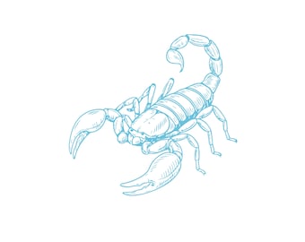 Scorpion Vector Graphic: Desert Zodiac Illustration (PNG, EPS, AI)