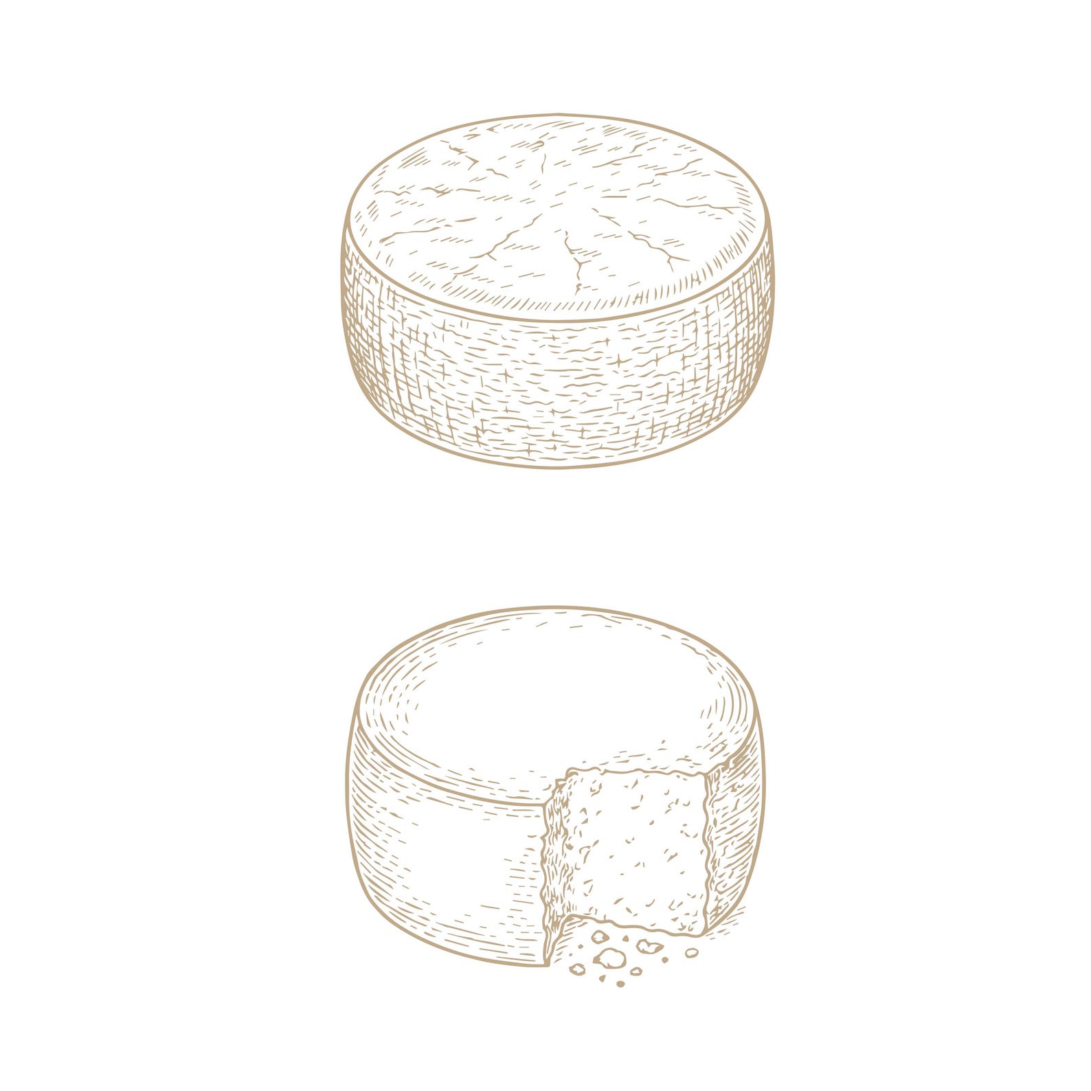 Parmesan Cheese Wheel Vector Graphic: Food Clipart (PNG, EPS, AI) - Etsy