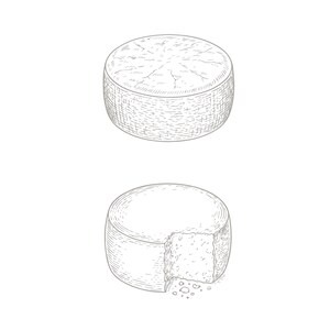 Parmesan Cheese Wheel Vector Graphic: Food Clipart (PNG, EPS, AI) - Etsy
