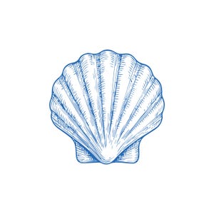 Puede incluir: Un dibujo de línea azul de una concha con un diseño texturizado detallado.