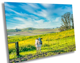 Black and White Cow Photography Print, Mustard Field Farmhouse Wall Art