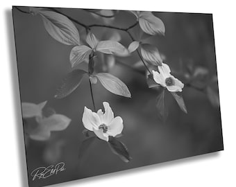 Monochrome Dogwood Flower Photograph: Minimalist Floral Wall Art