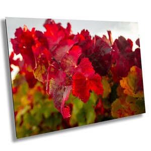Close-up photo of vibrant red grapevine leaves in autumn, capturing the rich colors and textures of the harvest season. The bright, detailed foliage makes a striking and warm addition to any home decor, perfect for celebrating the beauty of fall.