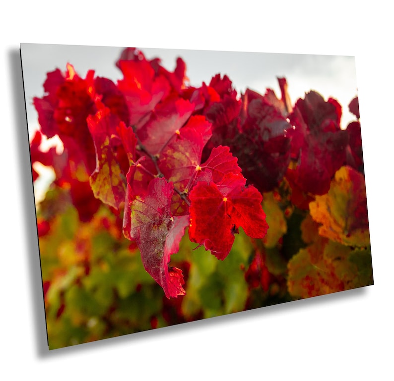 Close-up photo of vibrant red grapevine leaves in autumn, capturing the rich colors and textures of the harvest season. The bright, detailed foliage makes a striking and warm addition to any home decor, perfect for celebrating the beauty of fall.
