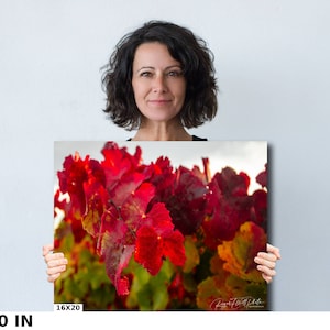 Close-up photo of vibrant red grapevine leaves in autumn, capturing the rich colors and textures of the harvest season. The bright, detailed foliage makes a striking and warm addition to any home decor, perfect for celebrating the beauty of fall.
