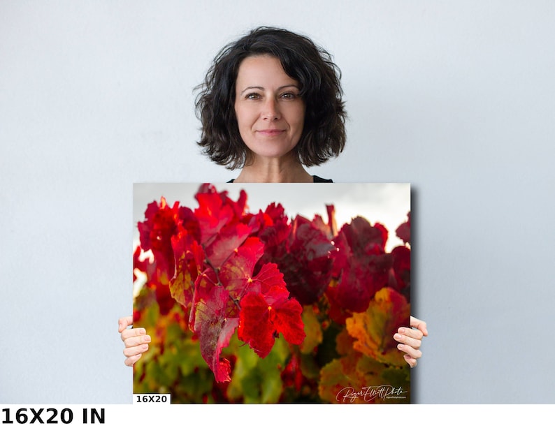 Close-up photo of vibrant red grapevine leaves in autumn, capturing the rich colors and textures of the harvest season. The bright, detailed foliage makes a striking and warm addition to any home decor, perfect for celebrating the beauty of fall.