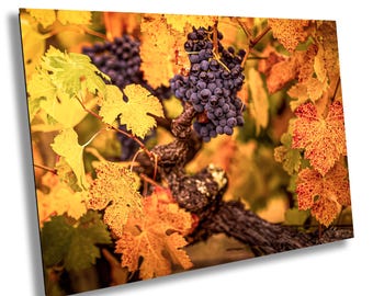 Autumn Vineyard Grapes Print: Sonoma Wine Country Fall Wall Art