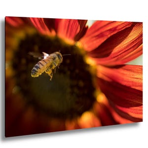 Bee on Sunflower Macro Print: Vibrant Summer Garden Photography