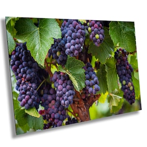 Sonoma Vineyard Grapes Harvest Photography Print: Wine Country Wall Art