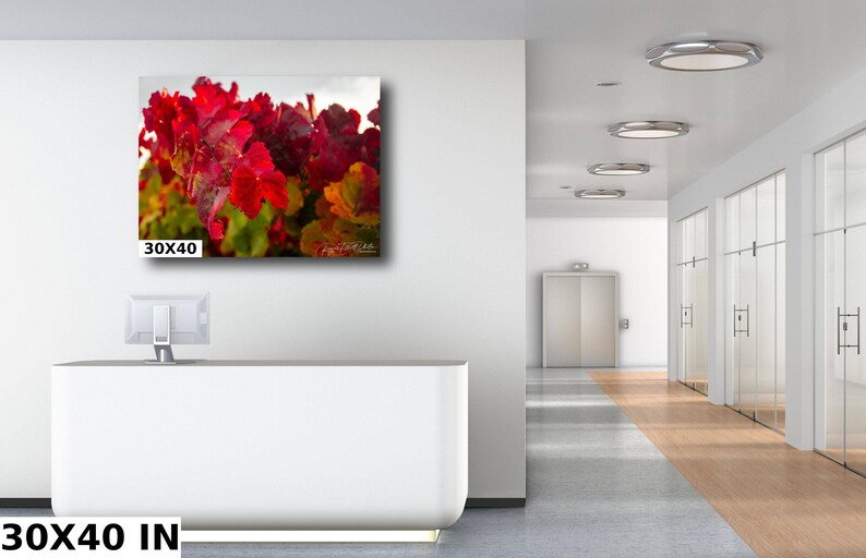 Close-up photo of vibrant red grapevine leaves in autumn, capturing the rich colors and textures of the harvest season. The bright, detailed foliage makes a striking and warm addition to any home decor, perfect for celebrating the beauty of fall.