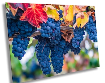 Sonoma Vineyard Harvest Photo Print: Autumn Wine Decor