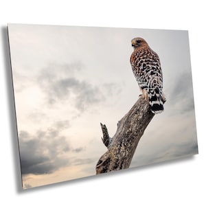 Red-Shouldered Hawk Photo: Majestic Bird of Prey Fine Art Print