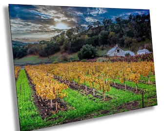 Pagani Ranch Golden Vineyard Print, Sonoma Wine Country Art | Vineyard Wall Art