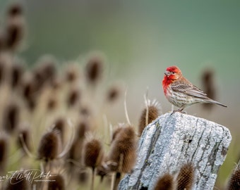 Rustic Bird Watcher's Delight: Wildlife Nature Art Print - Tolay Rustic Post with Outdoor Bird, Perfect Wall Decor for Nature Lovers