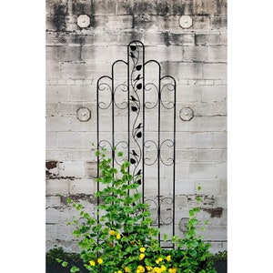 Ashman Heavy Duty Trellis for Garden, Climbing Plants and Vines, Great for Ivy, Roses, Clematis - 70 inches Tall, Standard Design 1Pack