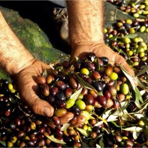 May include: A close-up of hands holding a generous amount of freshly harvested olives. The olives vary in color, from green to deep purple, with some leaves interspersed. The image captures the essence of a bountiful olive harvest.